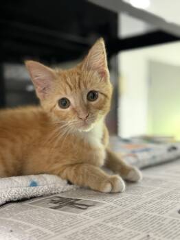 Dust Bunny -  Domestic Short Hair Cat for Adoption in Tom Bean, Texas - Dust Bunny | PetCurious