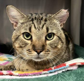 Bruiser -  Domestic Short Hair Cat for Adoption in Johnston, Rhode Island - Bruiser | PetCurious