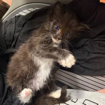 Buh -  Domestic Medium Hair Cat for Adoption in Tustin, California - Buh | PetCurious