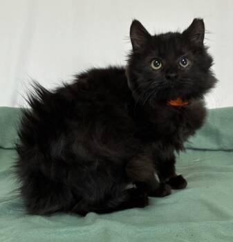 Rescue Domestic Long Hair Cats for Adoption in Williamstown, Kentucky - Whisper | PetCurious