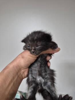 Domestic Short Hair Cats Available for Adoption in Cincinnati, Ohio - Elio | PetCurious