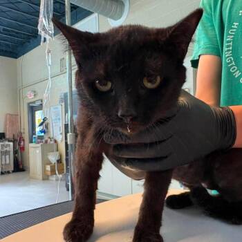 Arthur -  Domestic Short Hair Cat for Adoption in Huntington, West Virginia - Arthur | PetCurious