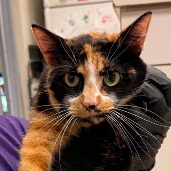 Pumpkin Spice -  Domestic Short Hair Cat for Adoption in Evansville, Indiana - Pumpkin Spice | PetCurious
