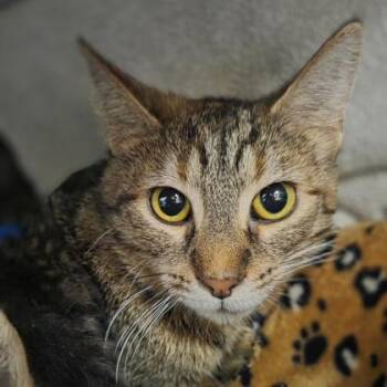 Ricearoni -  Domestic Short Hair Cat for Adoption in Westland, Michigan - Ricearoni | PetCurious