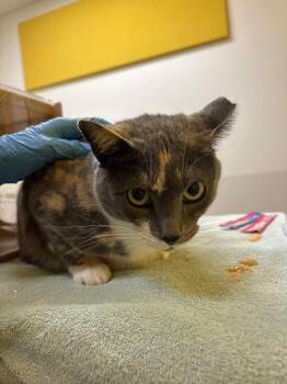 Tiyani -  Domestic Short Hair Cat for Adoption in Raleigh, North Carolina - Tiyani | PetCurious