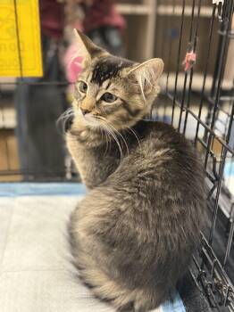Blossom -  Domestic Medium Hair Cat for Adoption in Walnut, California - Blossom | PetCurious