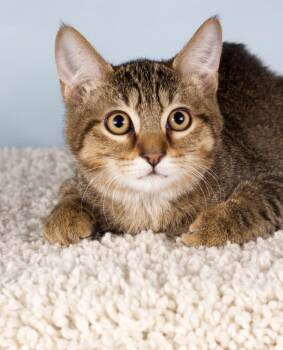 Jersey -  Domestic Short Hair Cat for Adoption in Gilbert, Arizona - Jersey | PetCurious