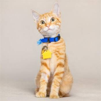 PAPRIKA -  Domestic Short Hair Cat for Adoption in St. Louis, Missouri - PAPRIKA | PetCurious