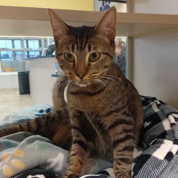 Domestic Short Hair Cats Available for Adoption in Houston, Texas - Sweetie | PetCurious