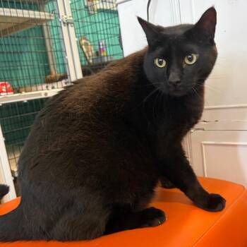 Larry -  Domestic Short Hair Cat for Adoption in Lake Jackson, Texas - Larry | PetCurious
