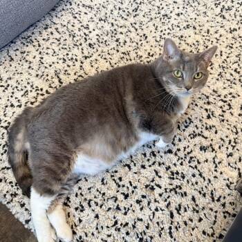 Lady Kitty Spencer -  Domestic Short Hair Cat for Adoption in Springboro, Ohio - Lady Kitty Spencer | PetCurious