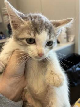 Sabrina (orange) -  Domestic Short Hair Cat for Adoption in Lafayette, Indiana - Sabrina (orange) | PetCurious