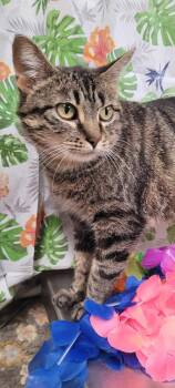 Meadow -  Domestic Short Hair Cat for Adoption in Caro, Michigan - Meadow | PetCurious