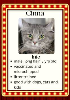 Domestic Long Hair Cats Available for Adoption in Greensburg, Indiana - Cinna | PetCurious