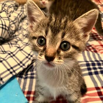 Abigail Samuel -  Domestic Short Hair Cat for Adoption in Houston, Texas - Abigail Samuel | PetCurious