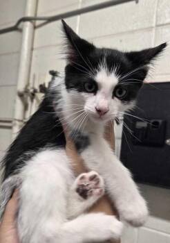Poltergeist -  Domestic Short Hair Cat for Adoption in Fruit Heights, Utah - Poltergeist | PetCurious