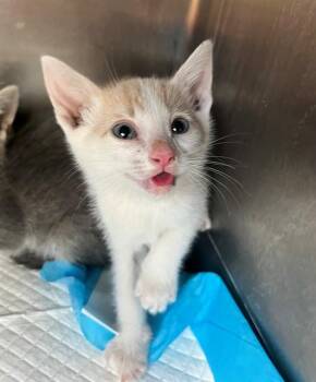 A1916727 -  Domestic Short Hair Cat Available for Adoption in Blythe, California - A1916727 | PetCurious