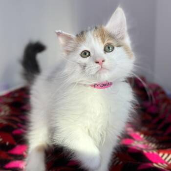 Domestic Medium Hair Cats Available for Adoption - Gingerbread | PetCurious