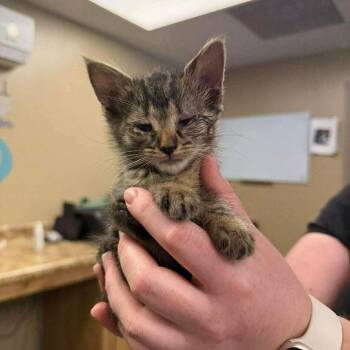 Domestic Short Hair Cats Available for Adoption - Coriander In Frederick, MD | PetCurious