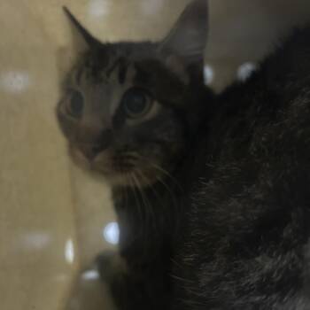 Passage -  Domestic Short Hair Cat for Adoption in Cheyenne, Wyoming - Passage | PetCurious