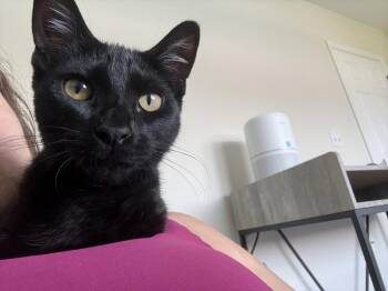 Misty -  Domestic Short Hair Cat for Adoption in Lafayette, Colorado - Misty | PetCurious