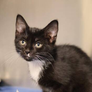 Penny -  Domestic Short Hair Cat for Adoption in Briarcliff Manor, New York - Penny | PetCurious