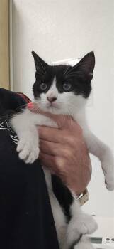 A887649 -  Domestic Short Hair Cat for Adoption in Camarillo, California - A887649 | PetCurious