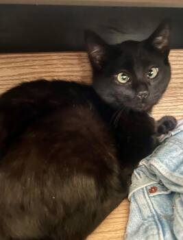 Rescue Domestic Medium Hair Cats for Adoption in Palmer, Alaska - Paul | PetCurious