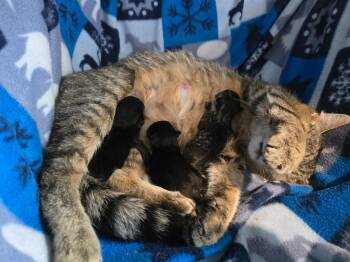 P0 Pergo -  Domestic Short Hair Cat for Adoption in Ashland, Wisconsin - P0 Pergo | PetCurious