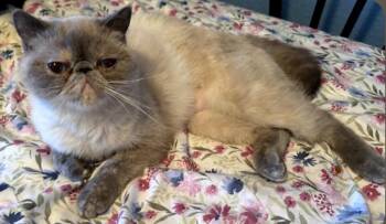 Exotic Shorthair Cats Available for Adoption - Holly | PetCurious