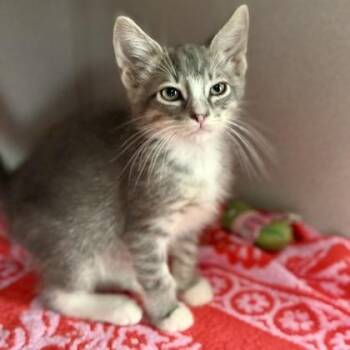 -Monkey -  Tabby and Domestic Long Hair Cat for Adoption in Red Bluff, California - -Monkey | PetCurious