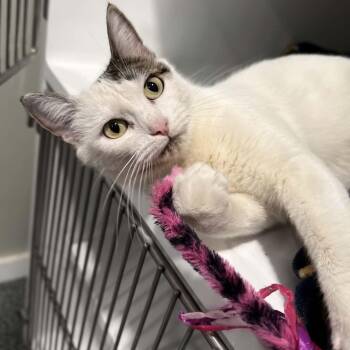 Lolli -  Domestic Short Hair and Tabby Cat for Adoption in Penn Yan, New York - Lolli | PetCurious