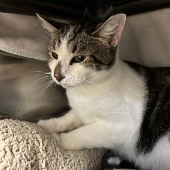 Domestic Short Hair Cats Available for Adoption - Booyah! | PetCurious