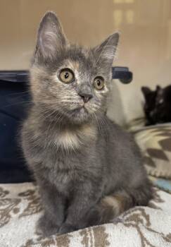 Sophia -  Domestic Short Hair Cat for Adoption in Tomah, Wisconsin - Sophia | PetCurious