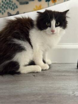 American Shorthair Cats Available for Adoption in Barboursville, West Virginia - Cookies N Cream | PetCurious
