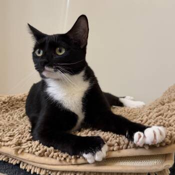 American Shorthair Cats Available for Adoption in Frederick, Maryland - Angela & Loki | PetCurious