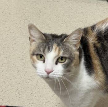 Cleo -  Domestic Short Hair Cat for Adoption in Sherwood, Oregon - Cleo | PetCurious