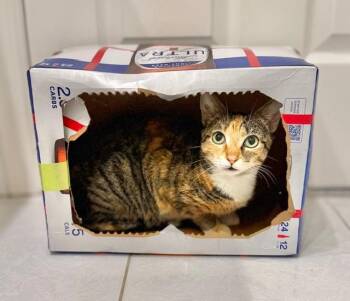 Calico and Domestic Short Hair Cats Available for Adoption in Homestead, Florida - Dream Haze | PetCurious