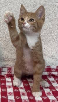 261255  Dandy -  Domestic Short Hair Cat for Adoption in Wetumpka, Alabama - 261255  Dandy | PetCurious