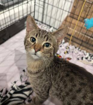 Nugget -  Domestic Short Hair Cat for Adoption in St. Cloud, Minnesota - Nugget | PetCurious