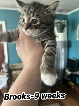 Brooks (J) -  Domestic Short Hair Cat Available for Adoption in Liberty, New York - Brooks (J) | PetCurious