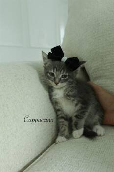 CAPPUCCINO -  Domestic Short Hair Cat for Adoption in Conroe, Texas - CAPPUCCINO | PetCurious