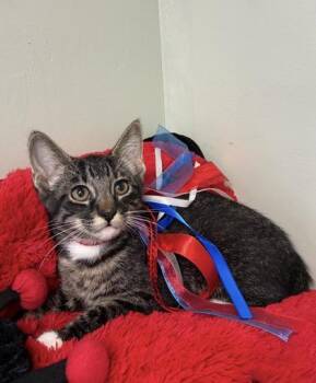 Gracie -  Domestic Medium Hair and Domestic Short Hair Cat for Adoption in Picayune, Mississippi - Gracie | PetCurious