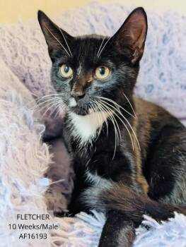 Fletcher -  Domestic Short Hair Cat for Adoption - Fletcher | PetCurious