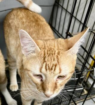 Rescue Tabby and American Shorthair Cats for Adoption in New Orleans, Louisiana - Sammie | PetCurious