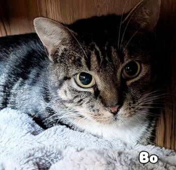 Bo -  Domestic Short Hair Cat for Adoption in Gorham, Maine - Bo | PetCurious