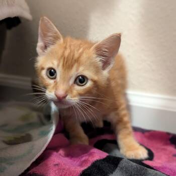 Domestic Short Hair Cats Available for Adoption in Jacksonville, Florida - Tank | PetCurious