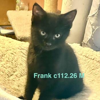 Foster Frank -  Domestic Short Hair Cat for Adoption in Batavia, New York - Foster Frank | PetCurious