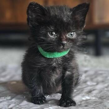 Domestic Short Hair Cats Available for Adoption in Sioux Falls, South Dakota - Shanti | PetCurious
