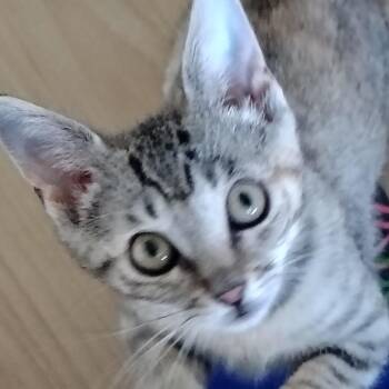 Mel & Trinity -  Dilute Tortoiseshell and Domestic Short Hair Cat for Adoption in Montour Falls, New York - Mel & Trinity | PetCurious
